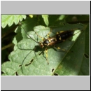 Hepiopelmus variegatorius - Schlupfwespe 01a 20mm fdet02.jpg